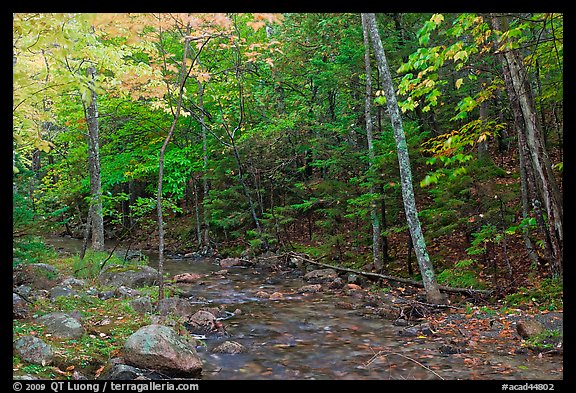 Forest stream in the fall. Acadia National Park (color)