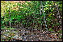 Forest stream in the fall. Acadia National Park ( color)