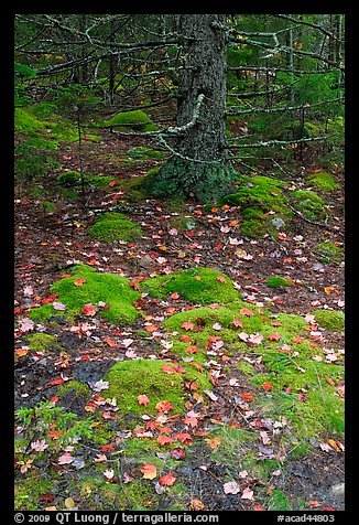 Moss, leaves, and tree. Acadia National Park, Maine, USA.