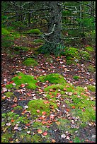 Moss, leaves, and tree. Acadia National Park, Maine, USA.