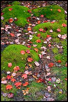 Fallen leaves on green moss. Acadia National Park, Maine, USA. (color)