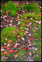 Fallen leaves on green moss. Acadia National Park, Maine, USA.