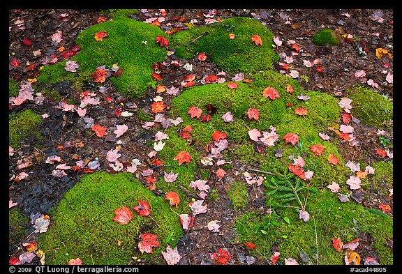 Green moss with red maple leaves. Acadia National Park, Maine, USA.