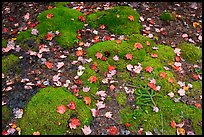 Green moss with red maple leaves. Acadia National Park, Maine, USA.
