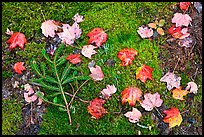 Pine brach, maple leaves, and moss. Acadia National Park, Maine, USA.