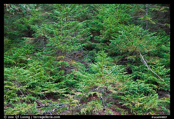 Young pine trees. Acadia National Park, Maine, USA.