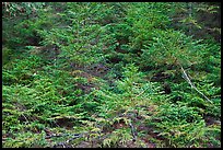 Young pine trees. Acadia National Park, Maine, USA.