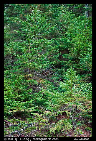 Pine saplings. Acadia National Park, Maine, USA.