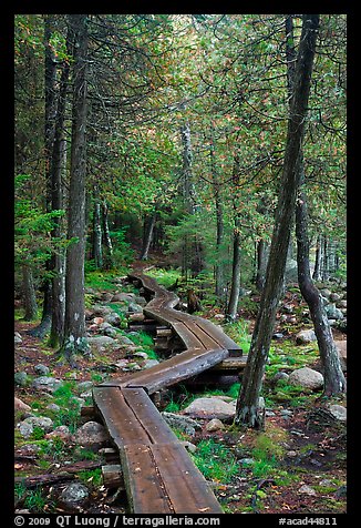Boardwalk in forest. Acadia National Park, Maine, USA.