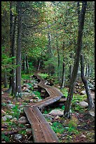 Boardwalk in forest. Acadia National Park, Maine, USA. (color)