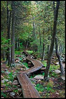 Boardwalk in forest. Acadia National Park, Maine, USA.