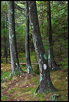 Trees and moss. Acadia National Park, Maine, USA.