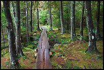 Boardwalk in wet forest environment. Acadia National Park ( color)