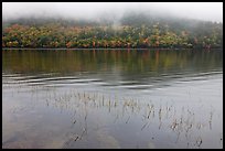 Reeds, hillside in autumn foliage, and fog, Jordan Pond. Acadia National Park, Maine, USA.