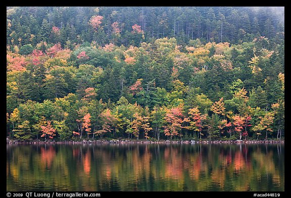 Hillside with trees in autumn colors and pond reflections. Acadia National Park, Maine, USA.