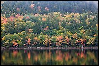 Hillside with trees in autumn colors and pond reflections. Acadia National Park, Maine, USA.