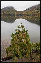 Sapling growing out of branch and hills, Jordan Pond. Acadia National Park ( color)