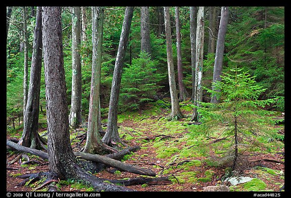 Pine saplings and tree trunks. Acadia National Park (color)
