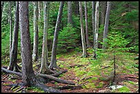 Pine saplings and tree trunks. Acadia National Park, Maine, USA.