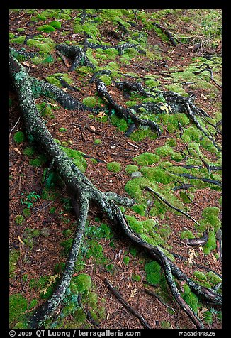 Roots and moss. Acadia National Park, Maine, USA.