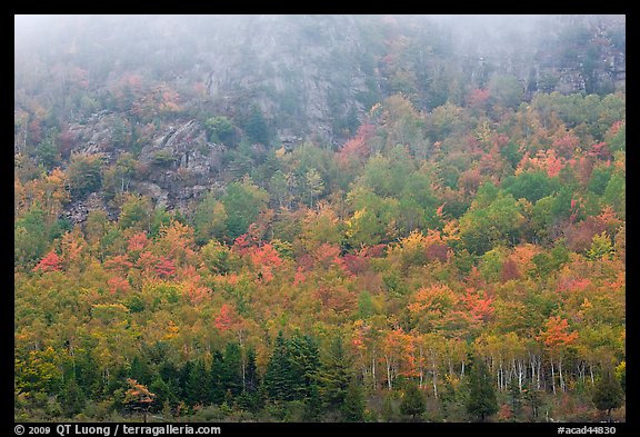 Trees in fall foliage on hillside beneath cliff. Acadia National Park, Maine, USA.