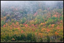 Trees in fall foliage on hillside beneath cliff. Acadia National Park, Maine, USA. (color)