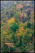 Trees in autumn colors on hillside. Acadia National Park, Maine, USA.