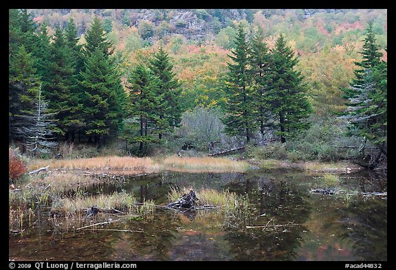 Pond and pine trees. Acadia National Park, Maine, USA.