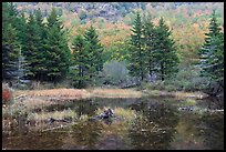 Pond and pine trees. Acadia National Park, Maine, USA.