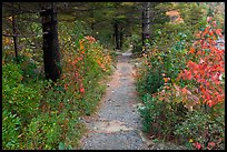 Trail in autumn on Jordan Pond shores. Acadia National Park, Maine, USA.