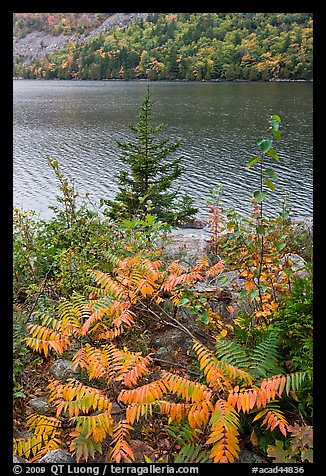 Ferns in autumn color, pine tree, and Jordan Pond. Acadia National Park (color)