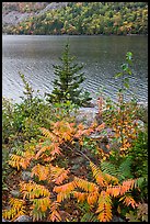 Ferns in autumn color, pine tree, and Jordan Pond. Acadia National Park, Maine, USA.