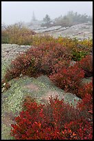 Lichen-covered rocks and red berry plants in fog, Cadillac Mountain. Acadia National Park, Maine, USA.