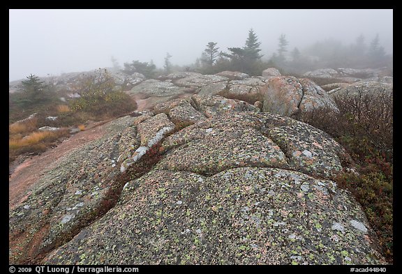 Lichen-covered slabs in the heavy mist, Mount Cadillac. Acadia National Park, Maine, USA.