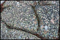 Multicolored lichen on granite slab, Cadillac Mountain. Acadia National Park ( color)