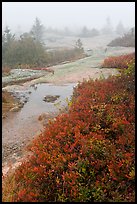 Berry plants in autumn foliage on Mount Cadillac during heavy fog. Acadia National Park, Maine, USA. (color)