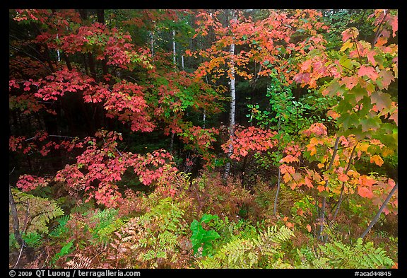 Multicolored leaves in autumn. Acadia National Park (color)