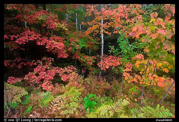 Multicolored leaves in autumn. Acadia National Park, Maine, USA.