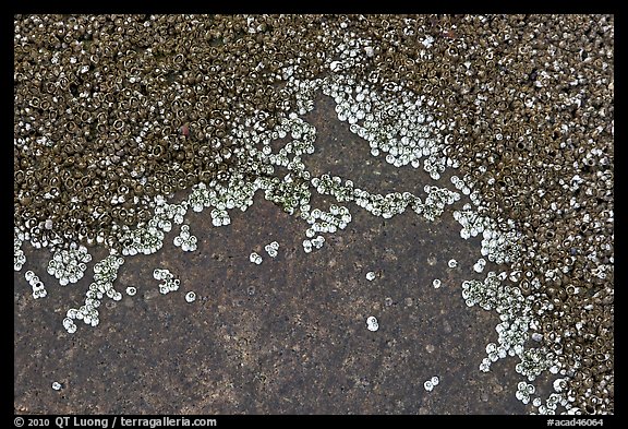 Close-up of shells on rocks, Schoodic Peninsula. Acadia National Park, Maine, USA.