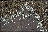 Close-up of shells on rocks, Schoodic Peninsula. Acadia National Park ( color)