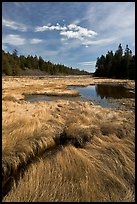 Grasses and pond, Schoodic Peninsula. Acadia National Park, Maine, USA.