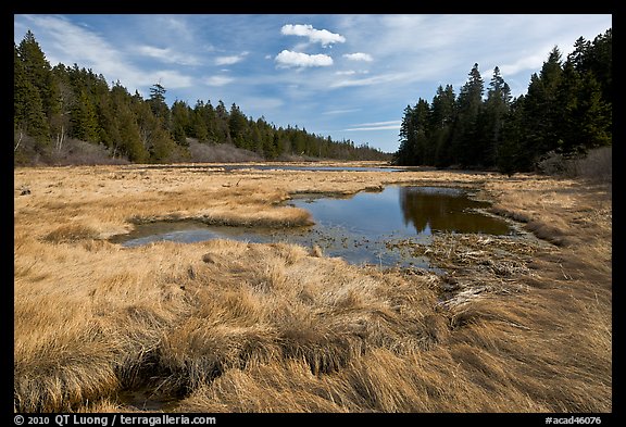 Marsh in winter, Schoodic Peninsula. Acadia National Park (color)