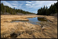 Marsh in winter, Schoodic Peninsula. Acadia National Park, Maine, USA. (color)