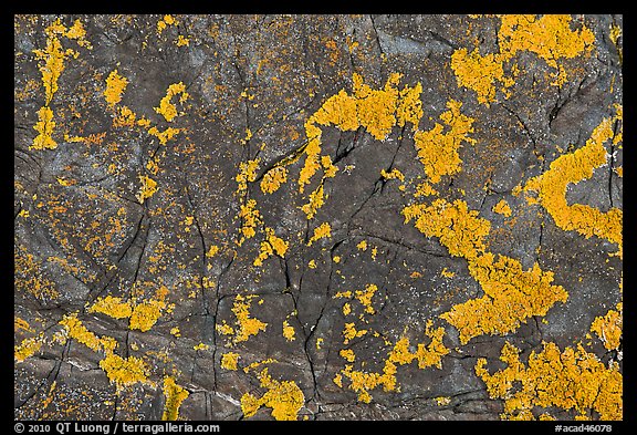 Close-up of orange lichen on dark rock, Schoodic Peninsula. Acadia National Park, Maine, USA.