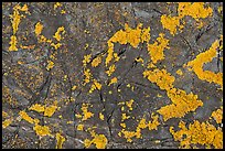 Close-up of orange lichen on dark rock, Schoodic Peninsula. Acadia National Park, Maine, USA.