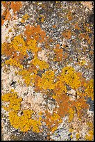 Lichens close-up, Schoodic Peninsula. Acadia National Park, Maine, USA.