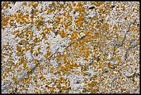 Lichens on light granite, Schoodic Peninsula. Acadia National Park, Maine, USA. (color)