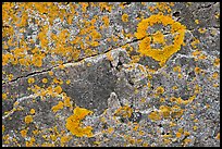 Close-up of lichen on granite, Schoodic Peninsula. Acadia National Park, Maine, USA.