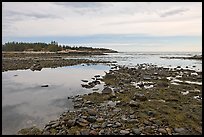 Seaweed and pebbles at low tide, Schoodic Peninsula. Acadia National Park ( color)