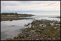 Seaweed and pebbles at low tide, Schoodic Peninsula. Acadia National Park, Maine, USA.